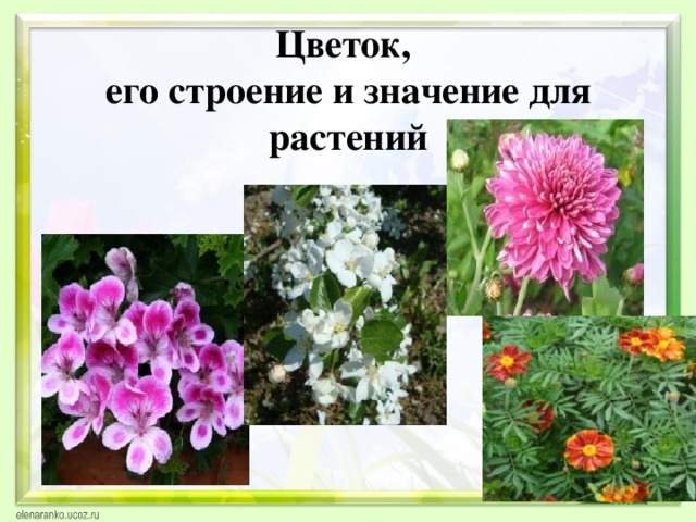 Цветок,  его строение и значение для растений