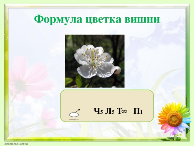 8 Формула цветка вишни  Ч 5 Л 5 Т П 1