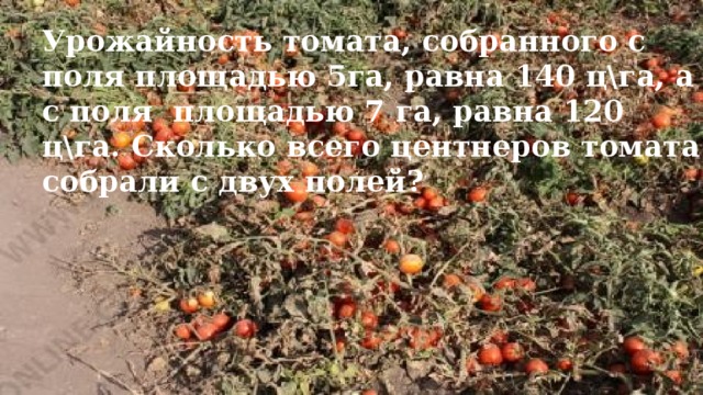 Урожайность томата, собранного с поля площадью 5га, равна 140 цга, а с поля площадью 7 га, равна 120 цга. Сколько всего центнеров томата собрали с двух полей?