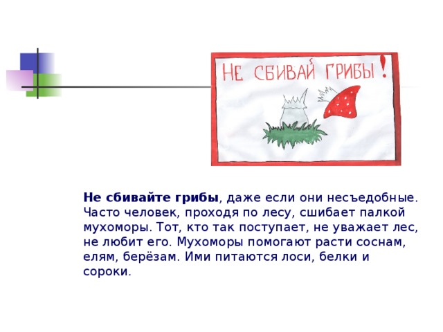 Не сбивайте грибы , даже если они несъедобные. Часто человек, проходя по лесу, сшибает палкой мухоморы. Тот, кто так поступает, не уважает лес, не любит его. Мухоморы помогают расти соснам, елям, берёзам. Ими питаются лоси, белки и сороки.