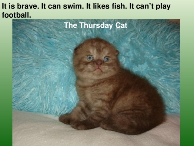It is brave. It can swim. It likes fish. It can’t play football. The Thursday Cat