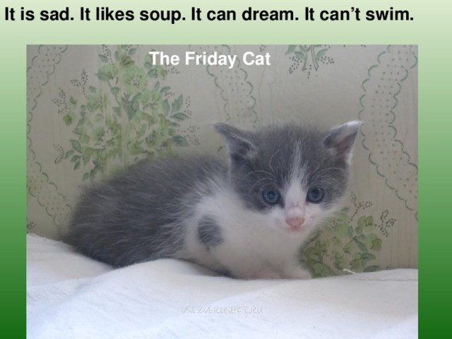 It is sad. It likes soup. It can dream. It can’t swim. The Friday Cat