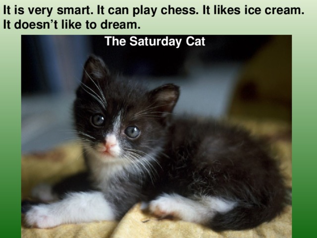 It is very smart. It can play chess. It likes ice cream. It doesn’t like to dream. The Saturday Cat
