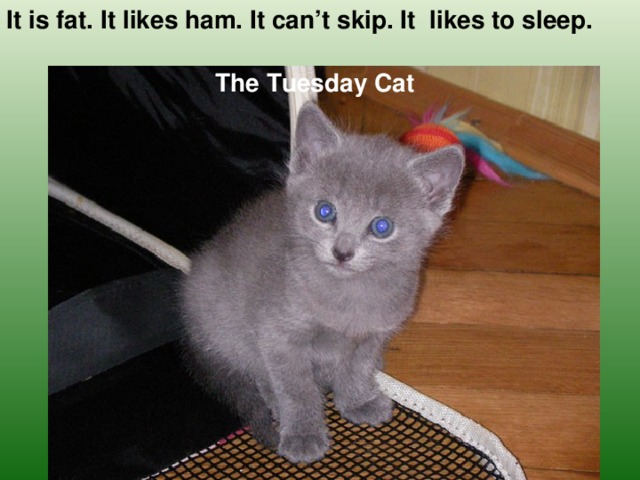 It is fat. It likes ham. It can’t skip. It likes to sleep. The Tuesday Cat