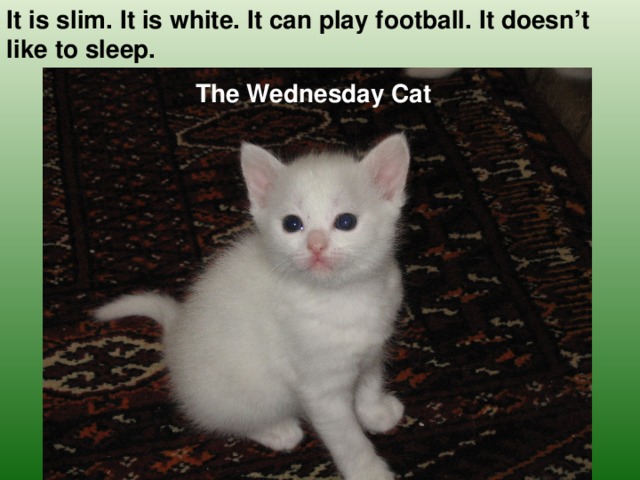 It is slim. It is white. It can play football. It doesn’t like to sleep. The Wednesday Cat
