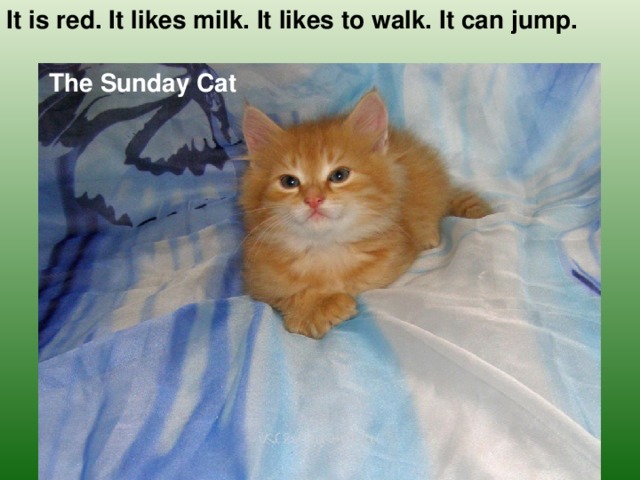 It is red. It likes milk. It likes to walk. It can jump. The Sunday Cat