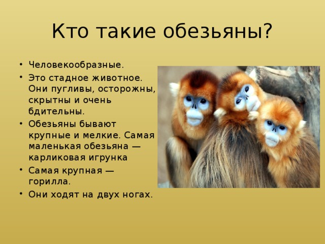 Кто такие обезьяны?