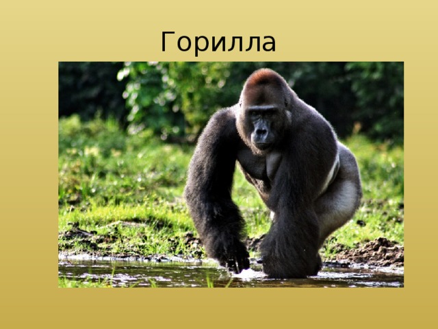 Горилла