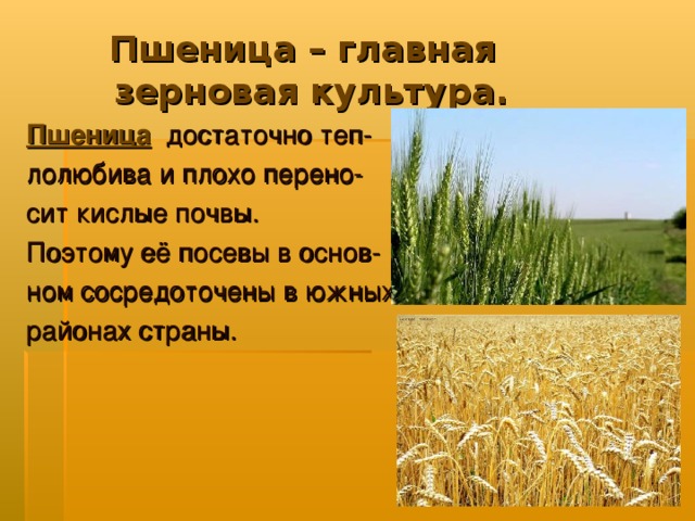 Пшеница – главная  зерновая культура. Пшеница  достаточно теп- лолюбива и плохо перено- сит кислые почвы. Поэтому её посевы в основ- ном сосредоточены в южных районах страны.