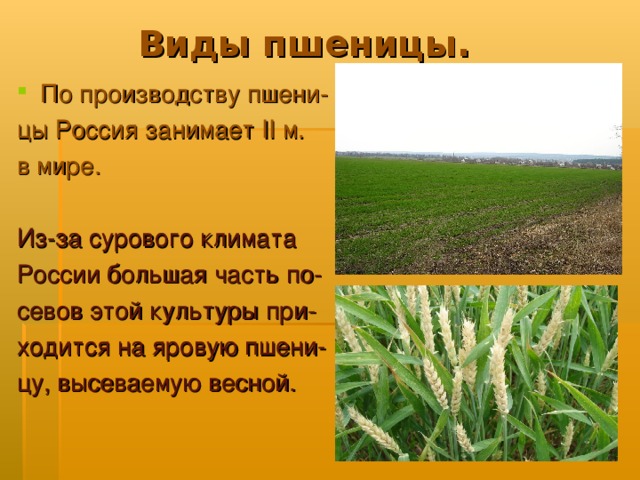 Виды пшеницы. По производству пшени- цы Россия занимает II м. в мире. Из-за сурового климата России большая часть по- севов этой культуры при- ходится на яровую пшени- цу, высеваемую весной.