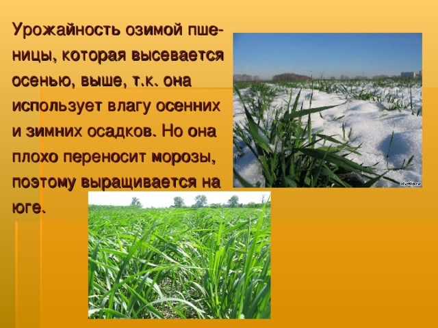 Урожайность озимой пше- ницы, которая высевается осенью, выше, т.к. она использует влагу осенних и зимних осадков. Но она плохо переносит морозы, поэтому выращивается на юге.