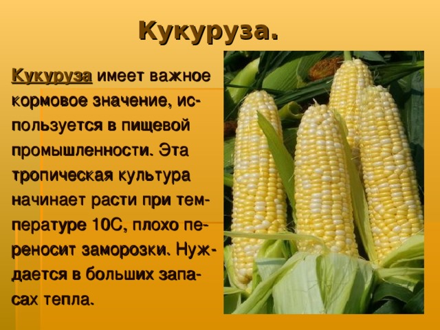 Кукуруза. Кукуруза  имеет важное кормовое значение, ис- пользуется в пищевой промышленности. Эта тропическая культура начинает расти при тем- пературе 10С, плохо пе- реносит заморозки. Нуж- дается в больших запа- сах тепла.