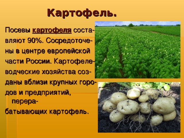 Картофель. Посевы  картофеля  соста- вляют 90%. Сосредоточе- ны в центре европейской части России. Картофеле- водческие хозяйства соз- даны вблизи крупных горо- дов и предприятий, перера- батывающих картофель.