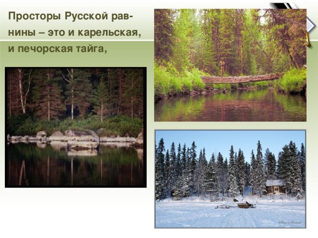 Просторы Русской рав- нины – это и карельская, и печорская тайга,