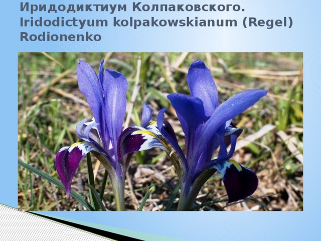 Иридодиктиум Колпаковского. Iridodictyum kolpakowskianum (Regel) Rodionenko