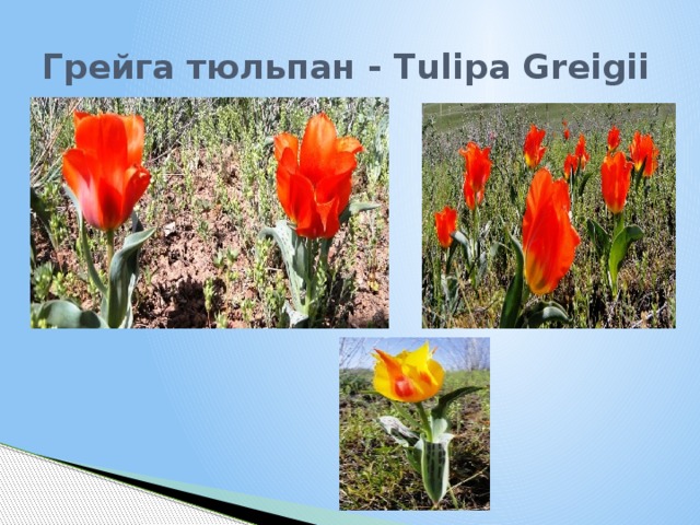 Грейга тюльпан - Tulipa Greigii