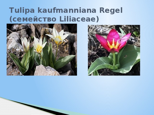 Tulipa kaufmanniana Regel (семейство Liliaceae)
