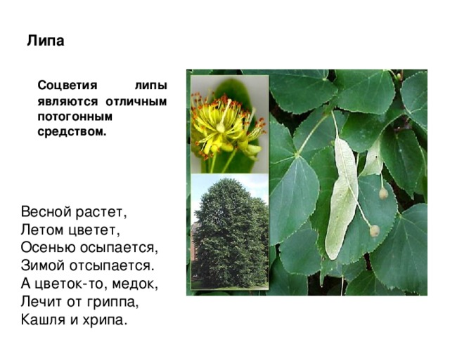 Липа Соцветия липы являются отличным потогонным средством. Весной растет, Летом цветет, Осенью осыпается, Зимой отсыпается. А цветок-то, медок, Лечит от гриппа, Кашля и хрипа. 
