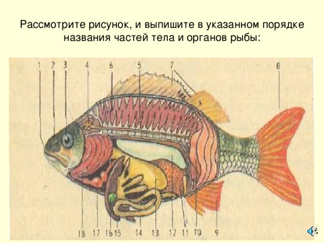 Рассмотрите рисунок, и выпишите в указанном порядке названия частей тела и органов рыбы: