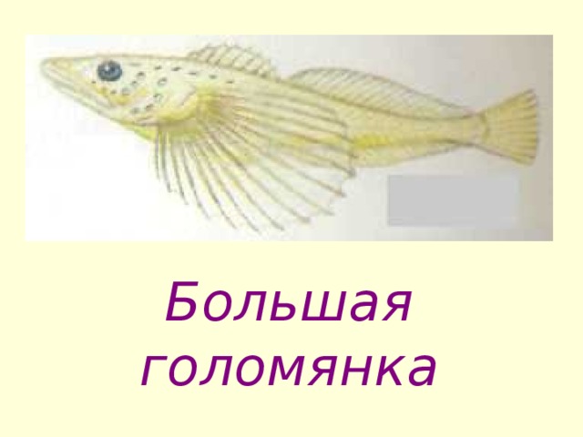 Голомянка рыба рисунок