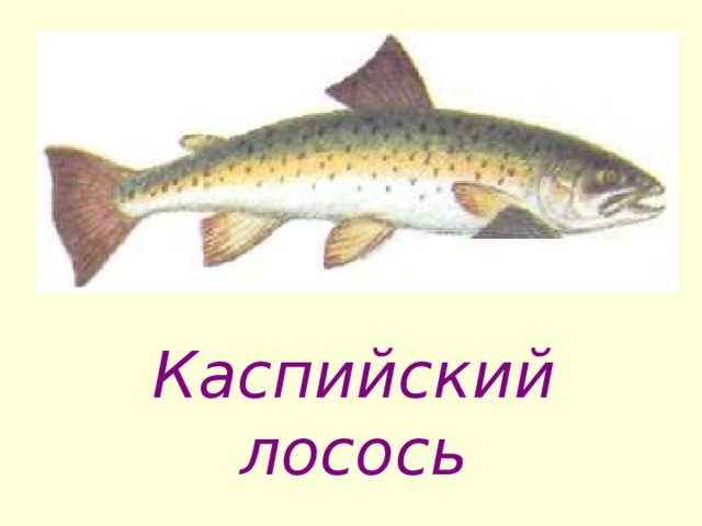 Каспийский лосось