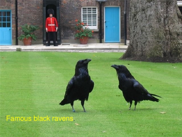 Famous black ravens .