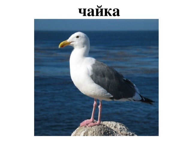 чайка