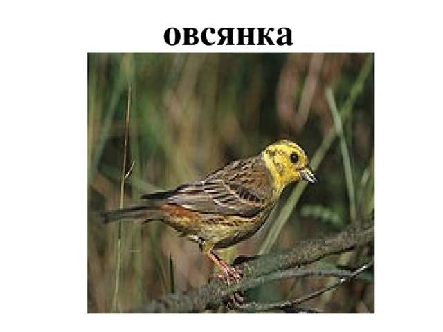 овсянка