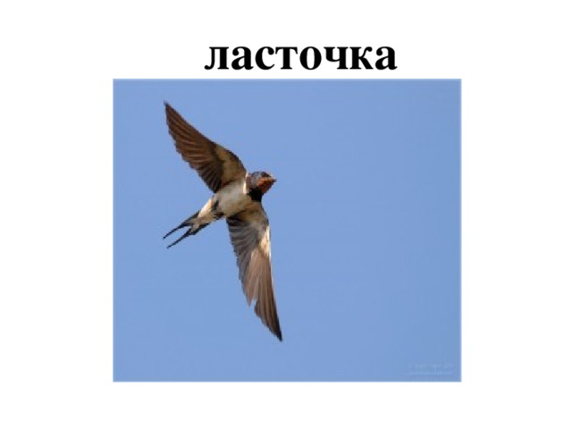 ласточка