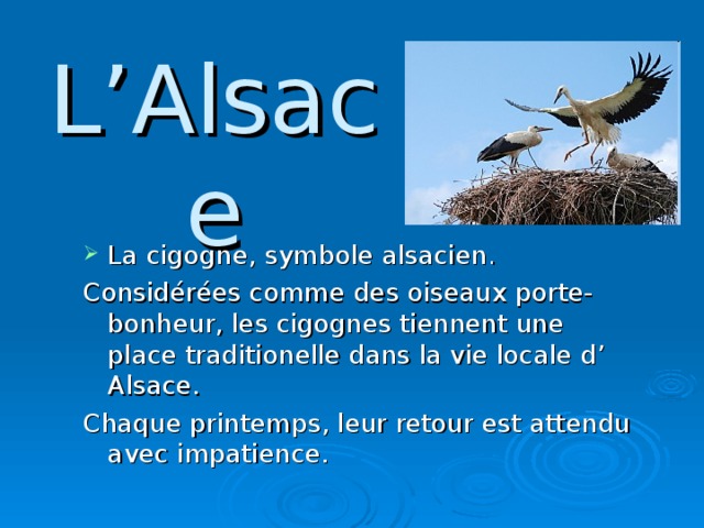 L’Alsace La cigogne, symbole alsacien . Considérées comme des oiseaux porte-bonheur, les cigognes tiennent une place traditionelle dans la vie locale d’ Alsace. Chaque printemps, leur retour est attendu avec impatience.