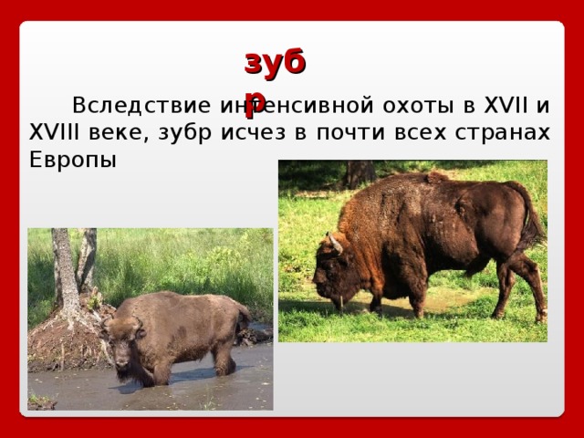 зубр  Вследствие интенсивной охоты в XVII и XVIII веке, зубр исчез в почти всех странах Европы