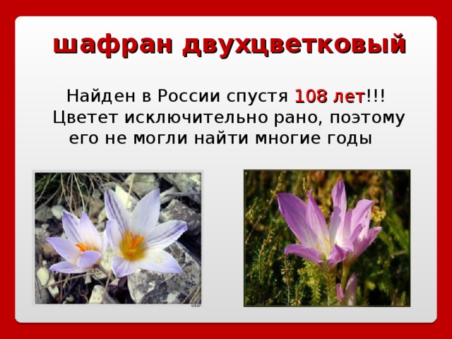 шафран двухцветковый   Найден в России спустя 108 лет !!!  Цветет исключительно рано, поэтому его не могли найти многие годы