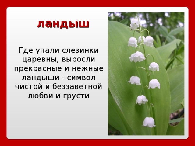 ландыш Где упали слезинки царевны, выросли прекрасные и нежные ландыши - символ чистой и беззаветной любви и грусти