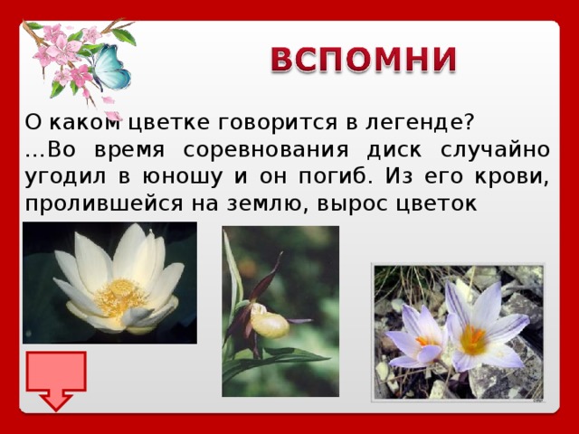 О каком цветке говорится в легенде? … Во время соревнования диск случайно угодил в юношу и он погиб. Из его крови, пролившейся на землю, вырос цветок