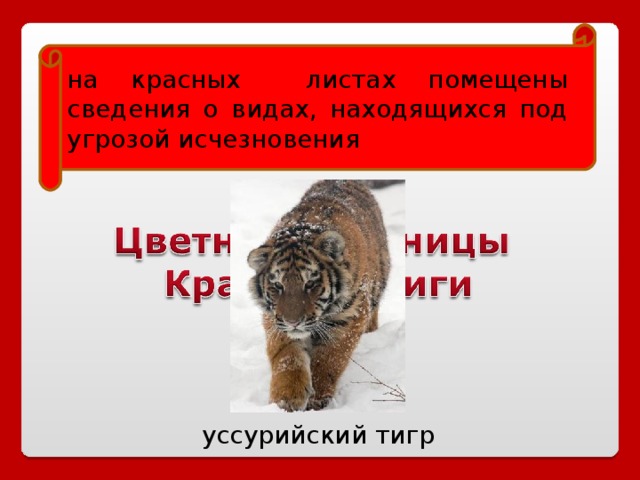 на красных листах помещены сведения о видах, находящихся под угрозой исчезновения уссурийский тигр