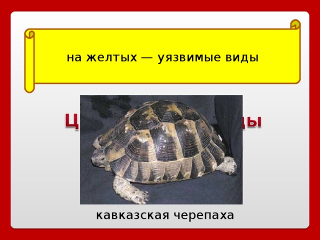 на желтых — уязвимые виды кавказская черепаха