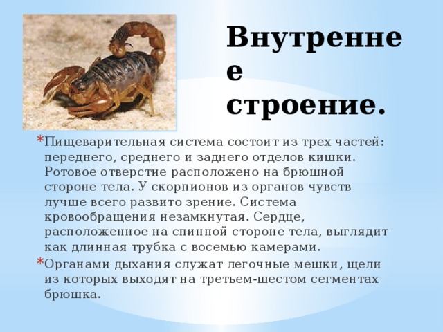 Какой признак внешнего строения скорпиона. Доклад про скорпиона. Органы чувств скорпиона. Особенности строения скорпионов. Скорпион строение тела.