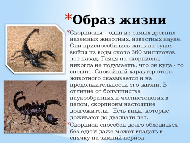 Образ жизни Скорпионы – одни из самых древних наземных животных, известных науке. Они приспособились жить на суше, выйдя из воды около 360 миллионов лет назад. Глядя на скорпиона, никогда не подумаешь, что он куда - то спешит. Спокойный характер этого животного сказывается и на продолжительности его жизни. В отличие от большинства паукообразных и членистоногих в целом, скорпионы настоящие долгожители. Есть виды, которые доживают до двадцати лет. Скорпион способен долго обходиться без еды и даже может впадать в спячку на зимний период.