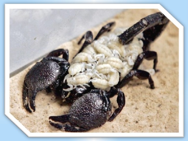 Размножение Большинство скорпионов живородящи, некоторые откладывают яйца с уже развитыми зародышами. За один раз рождаются от 10 до 90 маленьких скорпионов, которые сразу забираются к матери на спину.