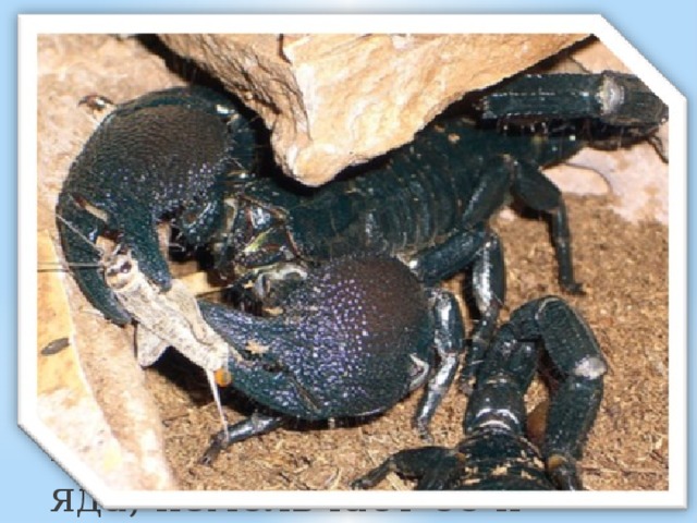 Питание Жертвами скорпиона становятся преимущественно беспозвоночные. Поймав жертву, скорпион вспрыскивает ей жалом небольшое количество яда, измельчает ее и помещает рот.
