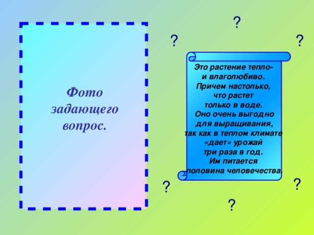 ? ? ? Это растение тепло- и влаголюбиво. Причем настолько, что растет только в воде. Оно очень выгодно  для выращивания, так как в теплом климате «дает» урожай три раза в год. Им питается половина человечества. Фото задающего вопрос. ? ? ?