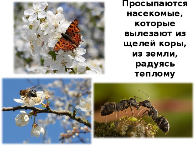 Жизнь насекомых весной. Просыпаются насекомые весной. Насекомые весной для дошкольников. Пробуждение насекомых весной.