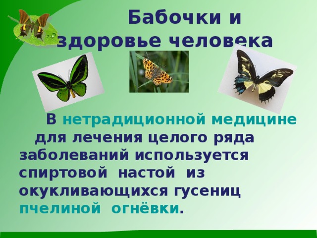 Бабочки и здоровье человека       В  нетрадиционной медицине   для лечения целого ряда заболеваний используется спиртовой настой из окукливающихся гусениц  пчелиной  огнёвки .