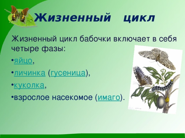 Ж изненный цикл Жизненный цикл бабочки включает в себя четыре фазы: