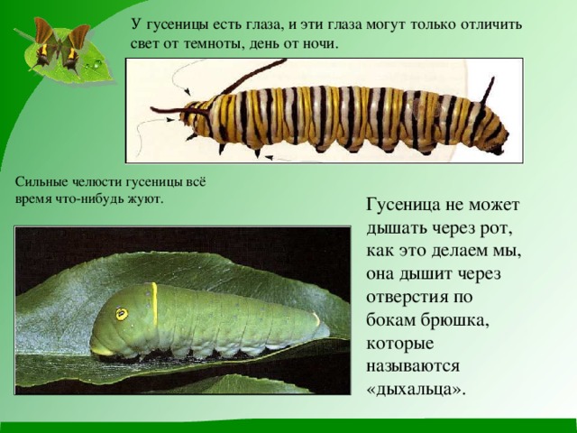 У гусеницы есть глаза, и эти глаза могут только отличить свет от темноты, день от ночи.  Сильные челюсти гусеницы всё время что-нибудь жуют. Гусеница не может дышать через рот, как это делаем мы, она дышит через отверстия по бокам брюшка, которые называются «дыхальца».