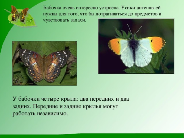 Бабочка очень интересно устроена. Усики-антенны ей нужны для того, что бы дотрагиваться до предметов и чувствовать запахи.  У бабочки четыре крыла: два передних и два задних. Передние и задние крылья могут работать независимо.