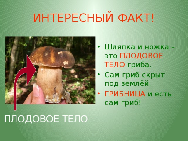 ИНТЕРЕСНЫЙ ФАКТ! Шляпка и ножка – это ПЛОДОВОЕ ТЕЛО  гриба. Сам гриб скрыт под землёй. ГРИБНИЦА  и есть сам гриб! ПЛОДОВОЕ ТЕЛО