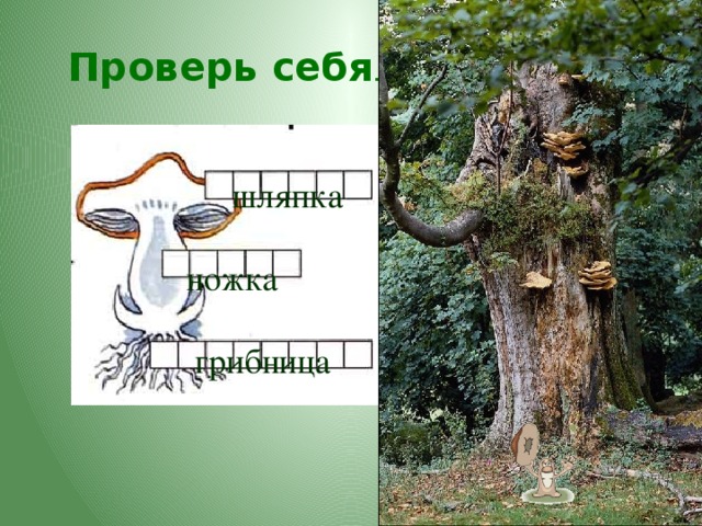 Проверь себя . шляпка ножка грибница