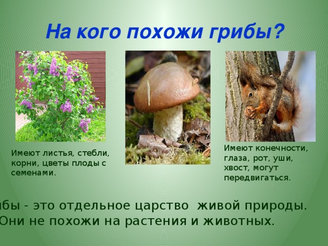 На кого похожи грибы? Имеют конечности, глаза, рот, уши, хвост, могут передвигаться. Имеют листья, стебли, корни, цветы плоды с семенами.  Грибы - это отдельное царство живой природы. Они не похожи на растения и животных.
