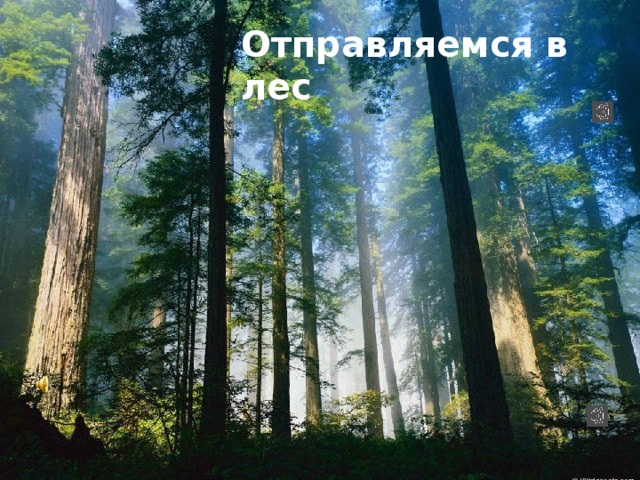 Отправляемся в лес